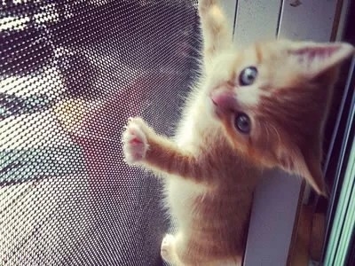 สีเทาเบา Pet Mesh Screen Polyester Mesh Screen Roll ทนทาน UV ถึง 5 ปี
